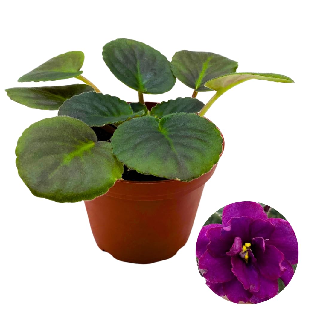 Harmony Foliage African Violet Mardi Gras Madness 4 inch Purple Flower