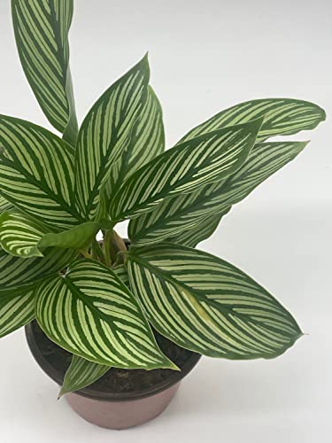 BubbleBlooms Calathea Vittata, in a 4 inch Pot, Zebra Peacock Cathedral Plant