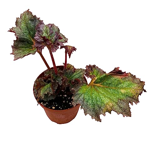 BubbleBlooms Harmony's Daehnerys Begonia Rex in 4 inch Pot