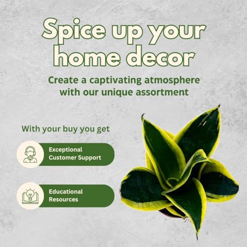 BubbleBlooms Black Gold Snake Plant 2 inch Set of 3 Green Yellow Albomarginata Dwarf Rosette Sansevieria Tiny Mini Pixie Plants