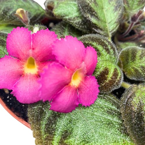 Harmony Foliage Episcia Pink Panther Flame Violet 4 inch
