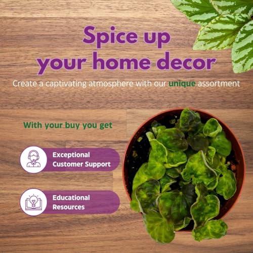 Harmony Foliage Peperomia Harmony's Midnight Wave 4 inch