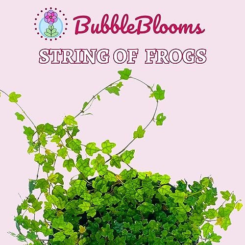BubbleBlooms String of Frogs in a 4 inch Pot Ficus pumila Quercifolia, Oakleaf Creeping fig