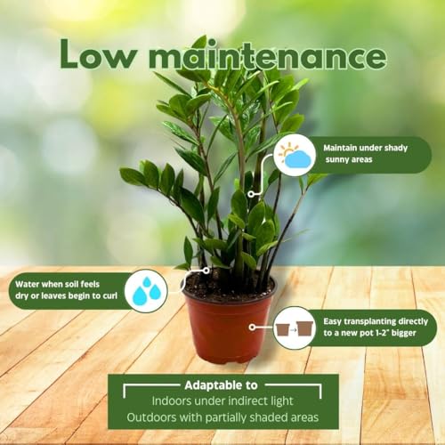 BubbleBlooms ZZ Plant, Zamioculcas zamiifolia 6" Pot, Healthy aroid Palm, Eternity Plant