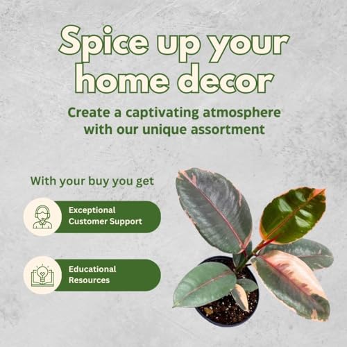 BubbleBlooms Ficus Elastica Ruby, 4 inch Ficus Ruby Indian Rubber Tree