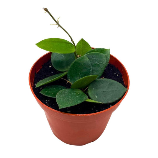 BubbleBlooms Hoya Chouke in a 4 inch Pot