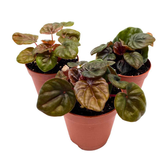 Peperomia Chocolate 2 inch Set of 3 Brown-Red Emerald Ripple Pep Caperata