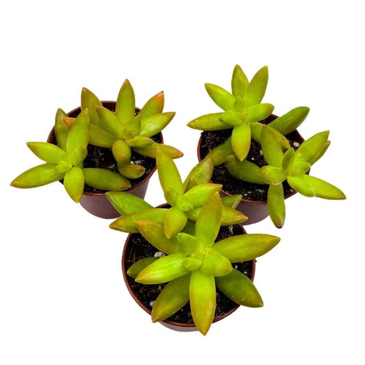 Sedum adolphii Firestorm, 2 inch Set of 3, Garden Succulents Tiny Mini Pixie