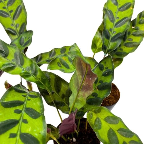 BubbleBlooms Calathea Rattlesnake 2 inch Set of 3 Lancifolia Prayer Plant Tiny Mini Pixie Plants