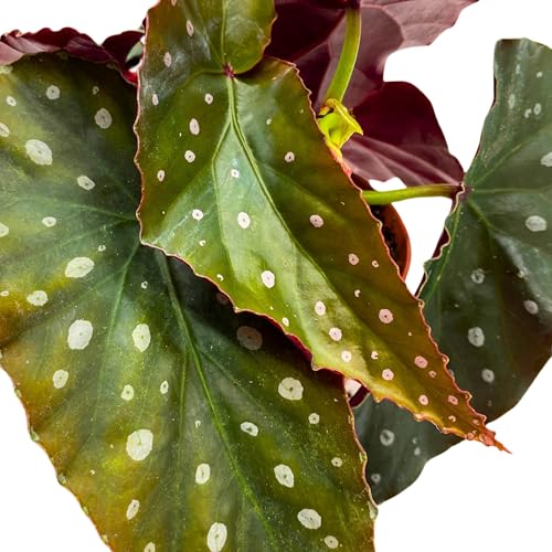 Harmony Foliage Harmony's Crinkle Dot Angel Wing Cane Begonia 4 inch