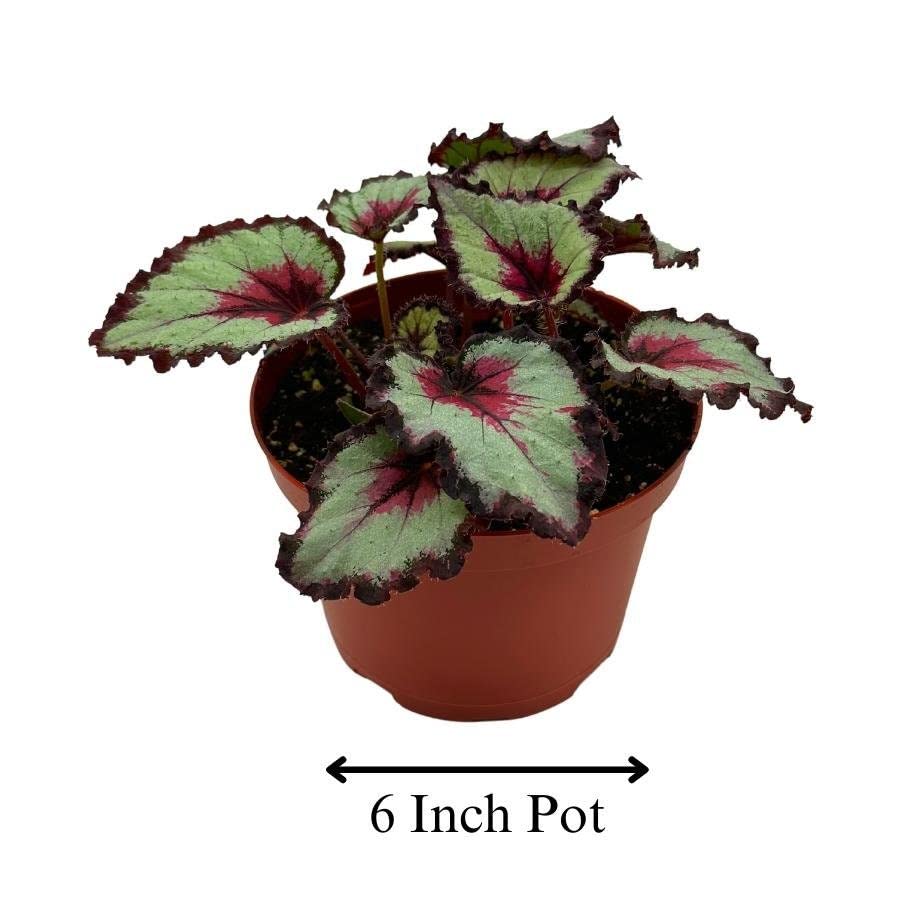 Harmony's Bullseye Begonia, in a 6 inch Pot,  Begonia rex