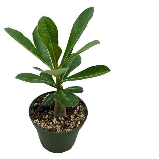 BubbleBlooms Desert Rose Peach Cobbler in a 4 inch Pot Extremely Rare Flower