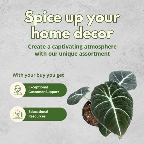 BubbleBlooms Alocasia Black Velvet, Jewel Alocasia in a 4 inch Pot