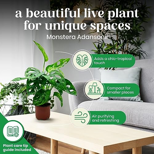 BubbleBlooms Monstera Adansonii Swiss Cheese Plant, Live in a 4 inch Pot by BubbleBlooms