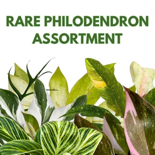 BubbleBlooms Rare Variegated Philodendron Assortment in 4 inch Pots Set of 3