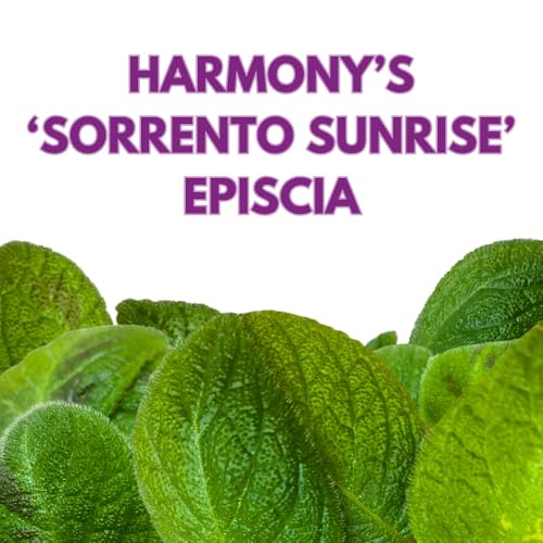 Harmony Foliage Harmony's Sorrento Sunrise Episcia 4 inch Green Flame Violet