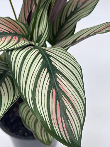 BubbleBlooms Calathea majestica, in a 4 inch Pot, Striped Pyjamas, White Star