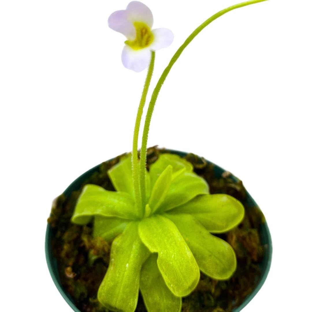 BubbleBlooms Butteworts Carnivorous Plant in a 3 inch Pot with Dome