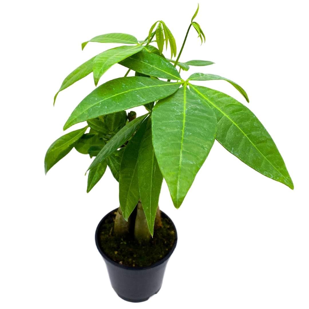 BubbleBlooms Braided Money Tree Pachira aquatica in a 4 inch Pot Water Chestnut Plant