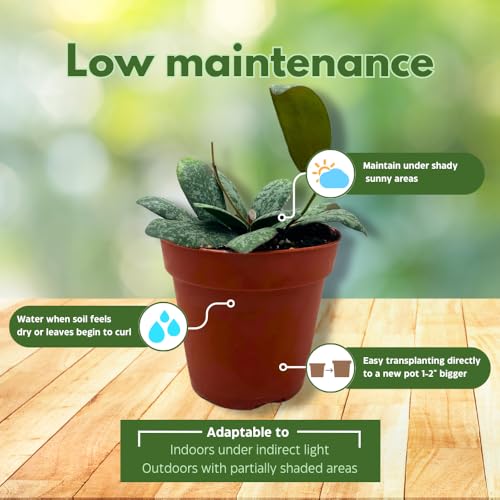 BubbleBlooms Hoya Sigilatis in a 4 inch Pot