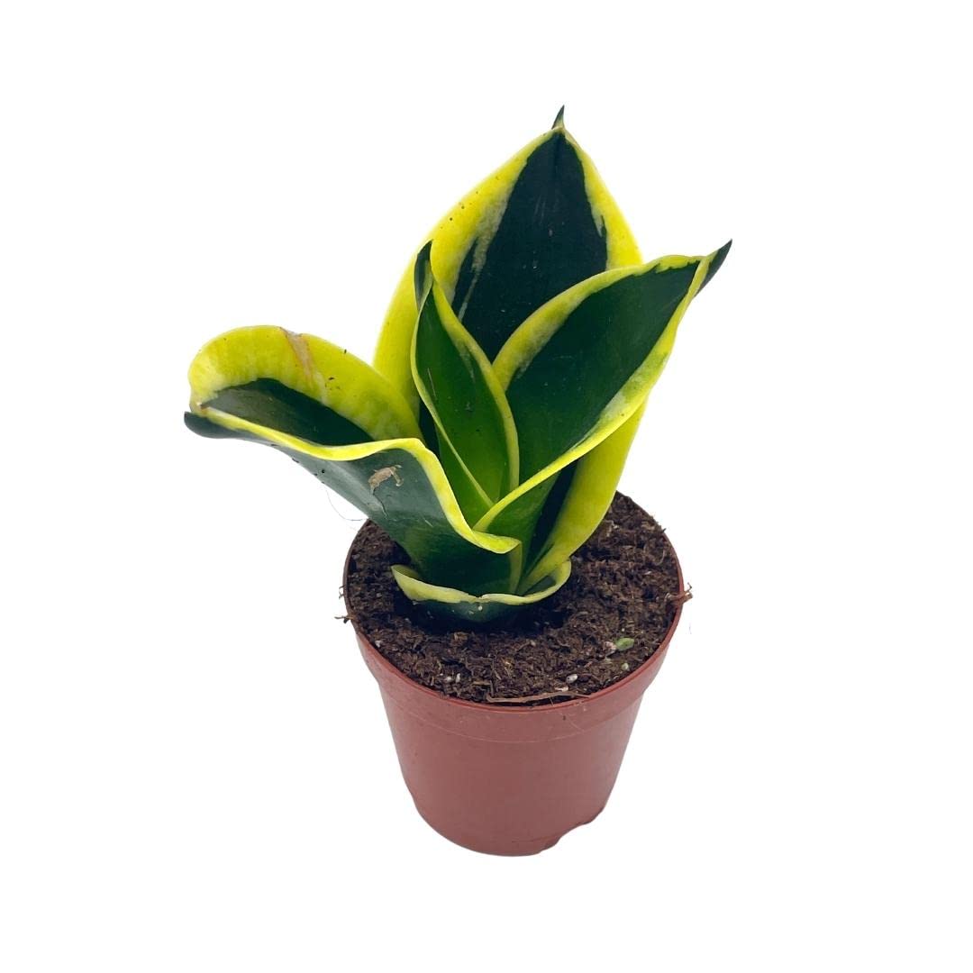 green and yellow snake plant BubbleBlooms Black Gold Snakeplant, Green and Yellow Snake Plant, Variegated Sansevieria trifasciata