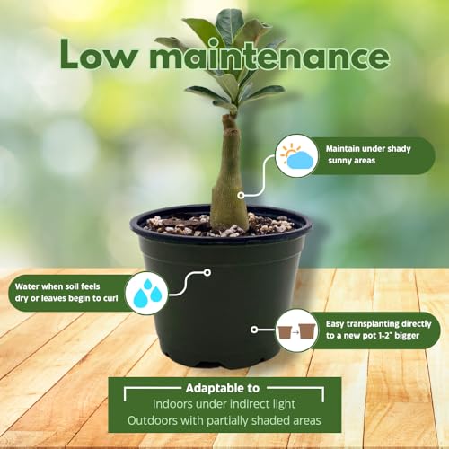 BubbleBlooms Desert Rose Julius Caesar in a 4 inch Pot Extremely Rare Flower