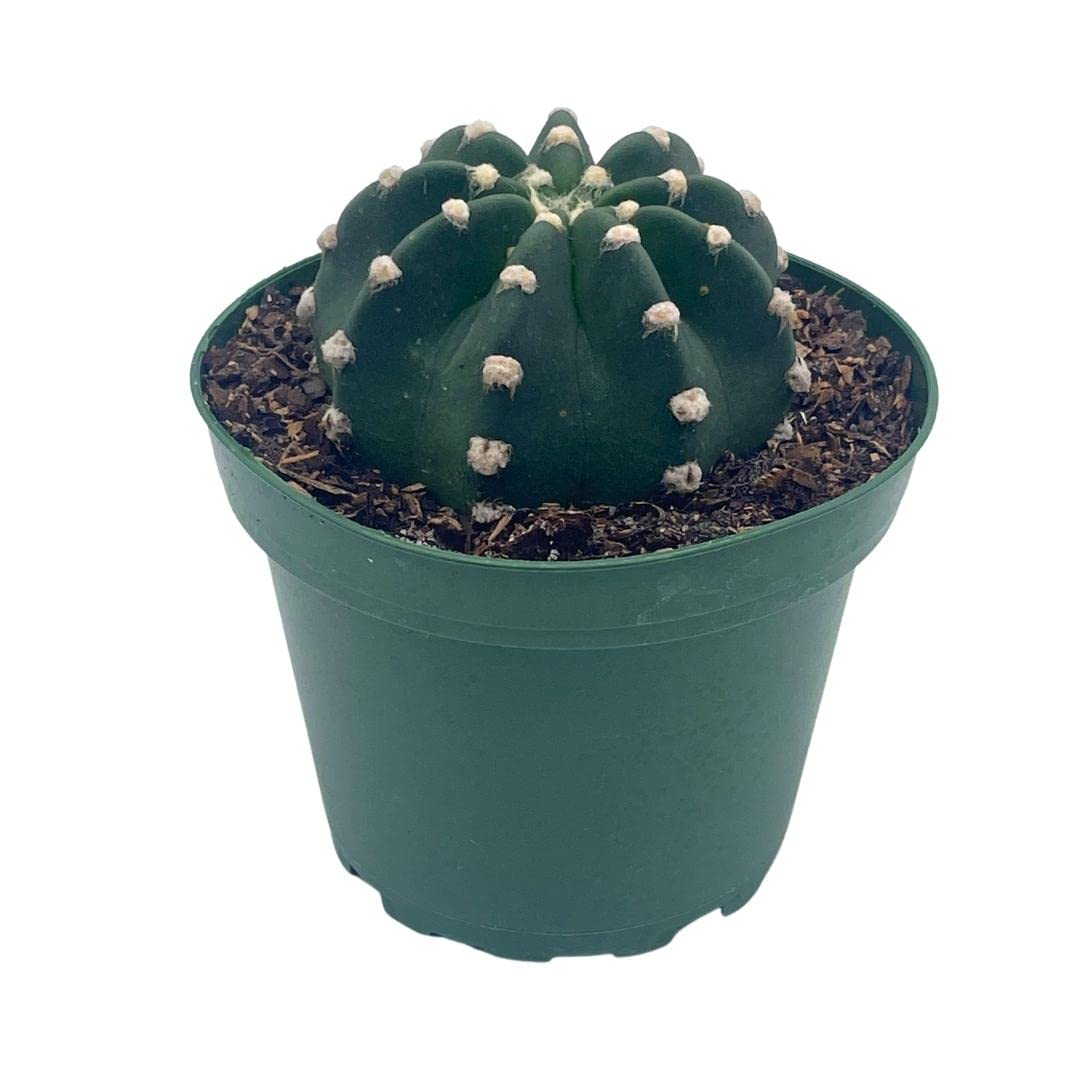 Easter Lily Cactus, Echinopsis subdenudata, Domino Cactus, in a 4 inch Pot