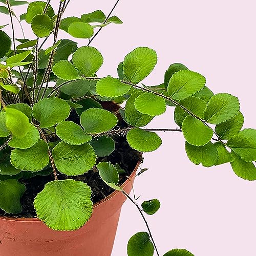 BubbleBlooms Button Fern in a 4 inch Pot Pellaea rotundifolia