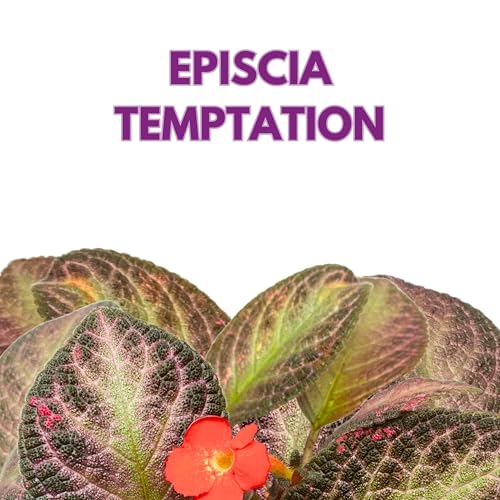Harmony Foliage Episcia Temptation Purple Flame Violet 6 inch