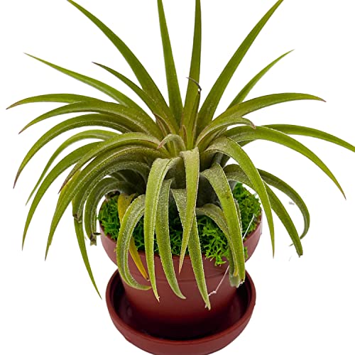 BubbleBlooms Magnet Tillandsia Airplant Rooted in a 1 inch Teacup Pot with Mini Saucer, Magnet, and Green Moss