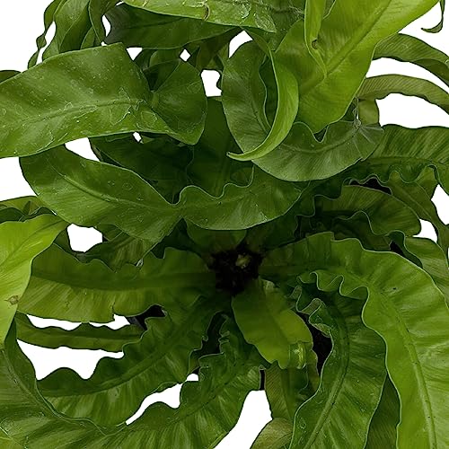 BubbleBlooms Hurricane Fern, Asplenium Antiquum VITASPHUR, Bird's nest Fern in 6 inch Pot