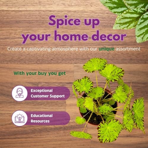 Harmony Foliage Begonia Golden Swallowtail 4 inch Rhizomatous