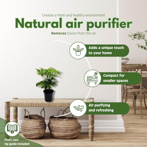 BubbleBlooms Schefflera Arboricola in a 4 inch Pot Dwarf Umbrella-Tree, Octopus Plant