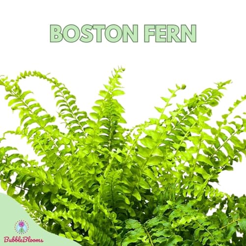 BubbleBlooms Boston Fern, in a 6 inch Pot, Nephrolepis exaltata,