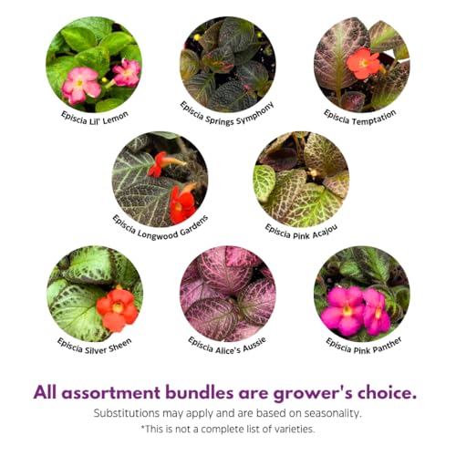 Harmony Foliage Episcia Flame Violet Wholesale Assortment in 4 inch Pots 15-Pack Bulk