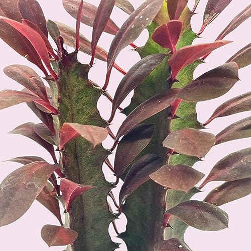 BubbleBlooms Red African Milk Tree, Euphorbia trigona 4 inch Pot, Red Cathedral Cactus Milktree