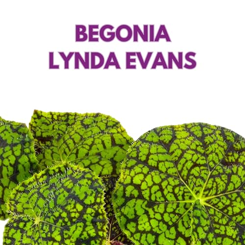 Harmony Foliage Begonia Lynda Evans 6 inch Rhizomatous