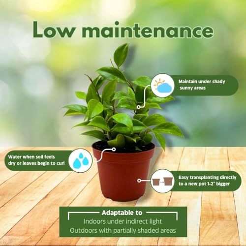 BubbleBlooms Hoya Sunrise 4 inch