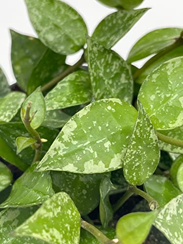 BubbleBlooms Hoya Krohniana in a 4 inch Pot Silver Splash Variegated, Rare Hoya