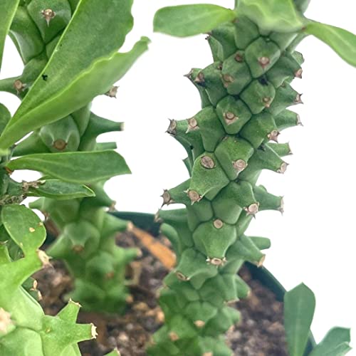BubbleBlooms Euphorbia Ritchiei, in a 4 inch Pot