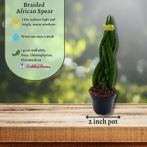 BubbleBlooms Braided African Spear in a 2 inch Pot Snake Plant Braid Spear Sansevieria cylindrica