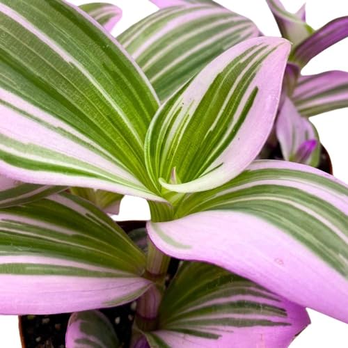BubbleBlooms Tradescantia Nanouk 2 inch Set of 3 Fantasy Venice Wandering Dude Albiflora Spiderwort Tiny Mini Pixie