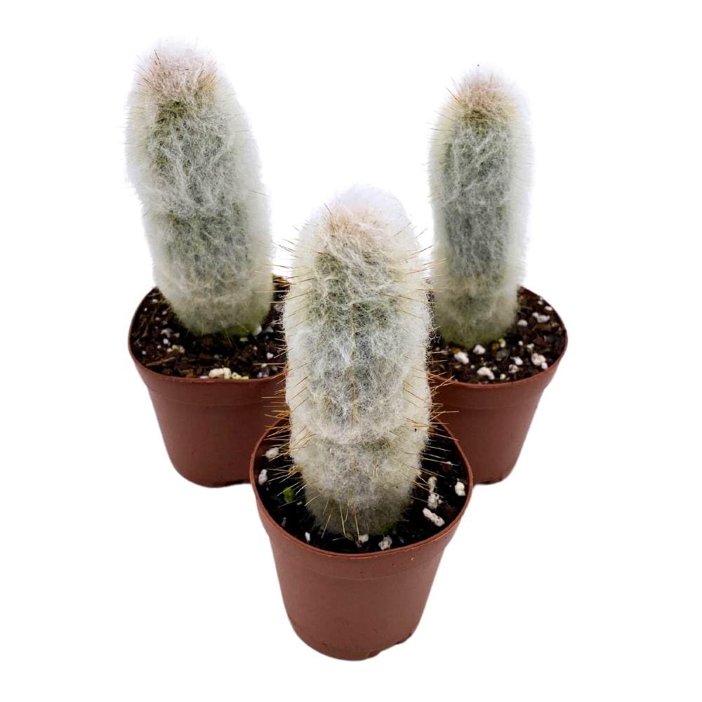 Silver Torch Cactus Cleistocactus strausii, 2 inch Set of 3, Wooly Torch Tiny Mini Pixie