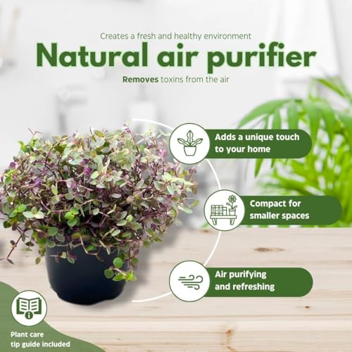 BubbleBlooms Callisia Repens Pink Panther House Plant 6 inch