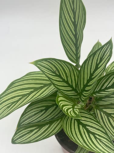 BubbleBlooms Calathea Vittata, in a 4 inch Pot, Zebra Peacock Cathedral Plant