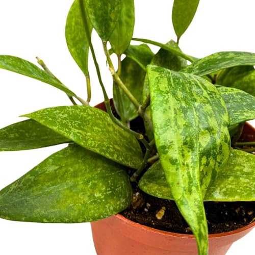 BubbleBlooms Hoya Rangsan, 6 inch Latifolia, Pink Flower Vining Wax Plant