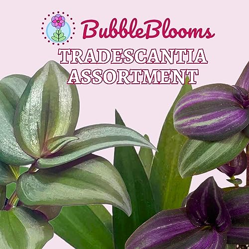 Wandering Dude Assortment, Tradescantia Variety, 2 inch, Set of 3 Tiny Mini Pixie Plant
