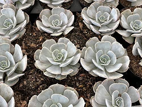 BubbleBlooms Echeveria Lilacina, White Ghost echeveria in a 3 inch Pot