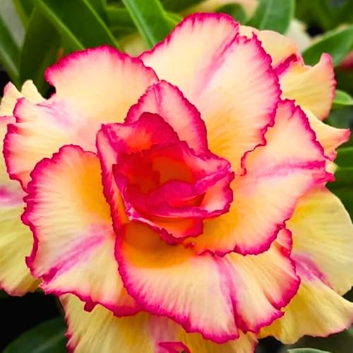 BubbleBlooms Desert Rose Sunshine in a 4 inch Pot Extremely Rare Flower