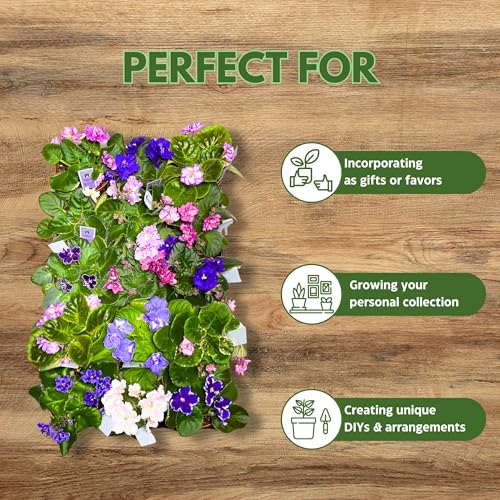 Harmony Foliage African Violet Assortment in 4 inch pots 15-Pack Bulk Wholesale Variegated Saintpaulia Gesneriads